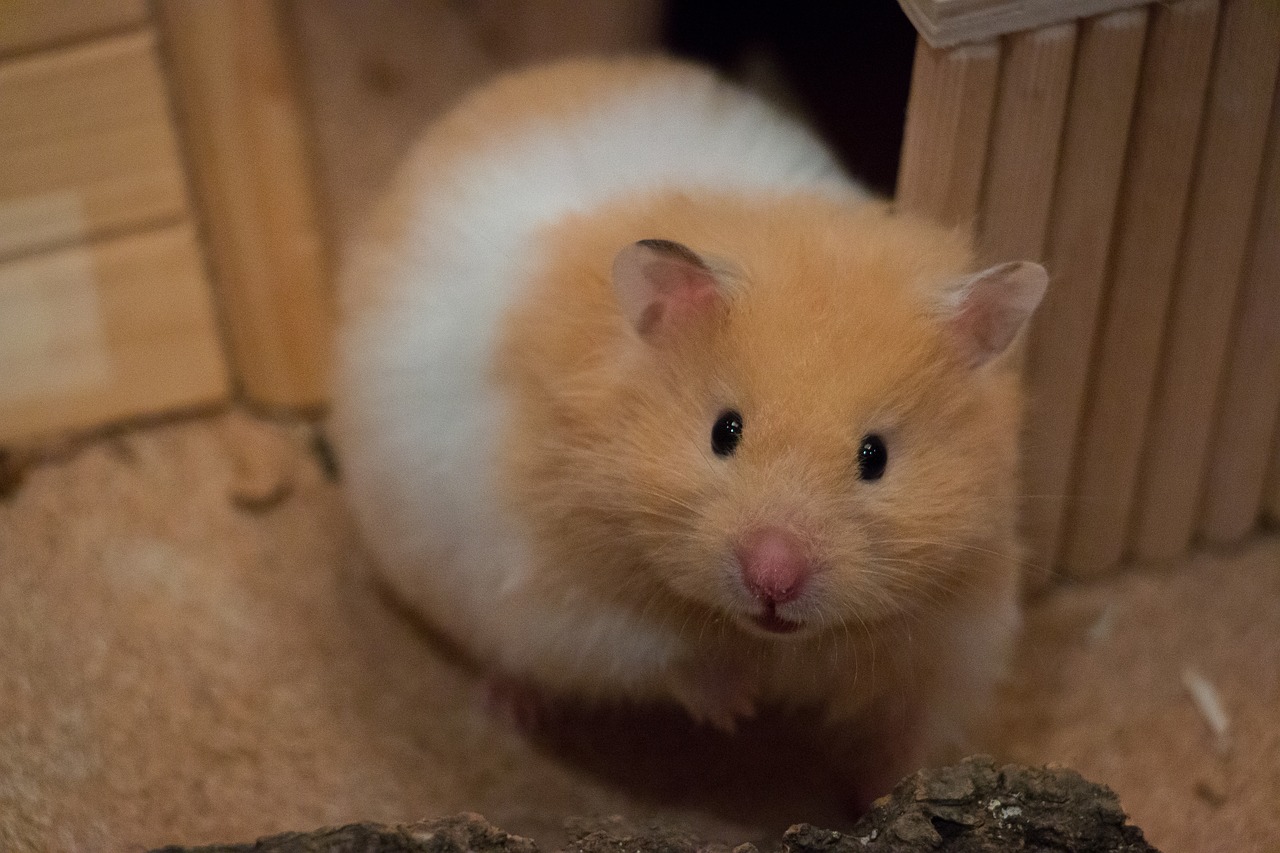 hamster